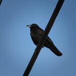 カラスと“思わぬ詰まり”にはご注意を